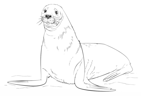 Brown Fur Seal Coloring Page